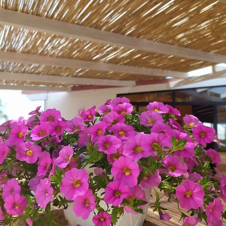 Agriturismo "Terra D'Ulivi" Porto Cesareo Buitenkant foto
